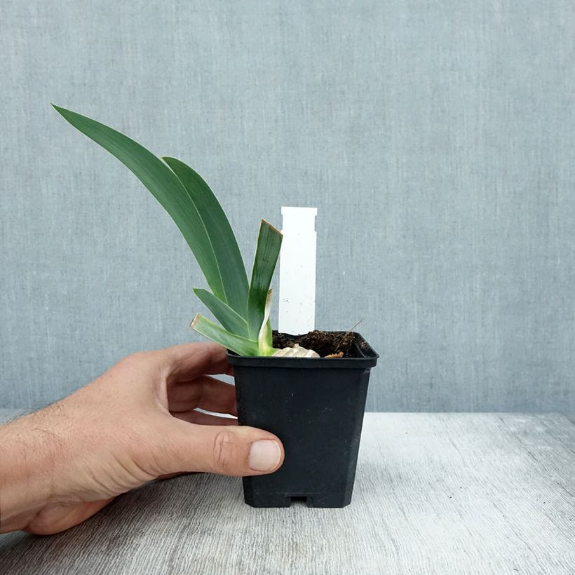 Exemplaar van Iris germanica Pastel Printanier - Baardiris Kweekpotje van 8/9 cm zoals geleverd in de herfst