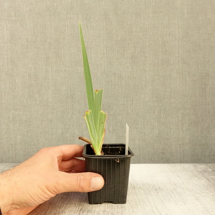 Exemplaar van Iris germanica Peach Frost - Baardiris Kweekpotje van 8/9 cm zoals geleverd in de herfst