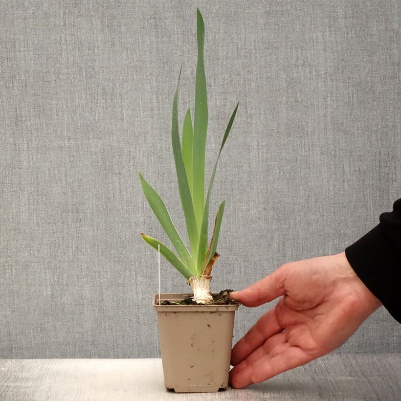 Exemplaar van Iris germanica Pinnacle - Baardiris Kweekpotje van 8/9 cm zoals geleverd in de lente