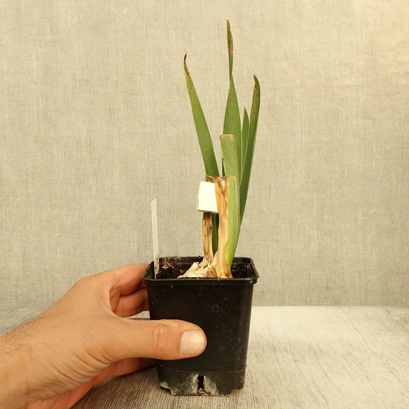 Exemplaar van Iris germanica Plaisantin - Baardiris Kweekpotje van 8/9 cm zoals geleverd in de herfst