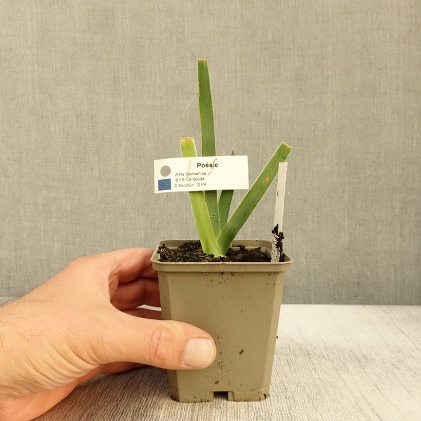 Exemplaar van Iris germanica Poésie - Baardiris Wortelstok, diameter 10–15 mm, extra kwaliteit zoals geleverd in de herfst