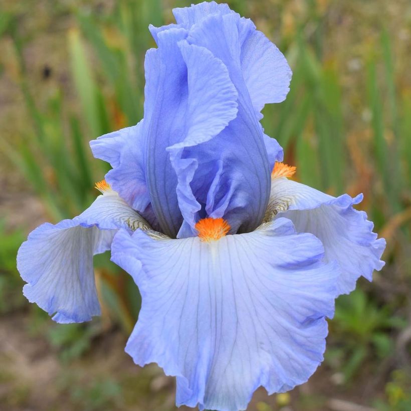 Iris germanica rincesse Caroline de Monaco - Baardiris (Bloei)