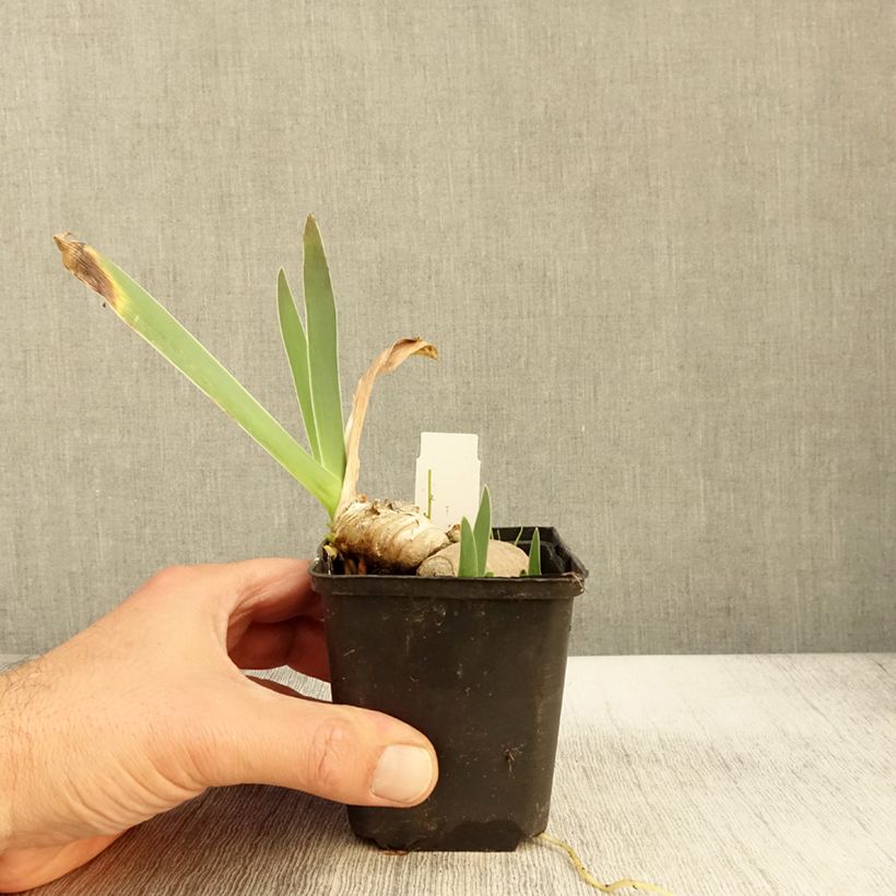 Exemplaar van Iris germanica rincesse Caroline de Monaco - Baardiris Kweekpotje van 8/9 cm zoals geleverd in de herfst