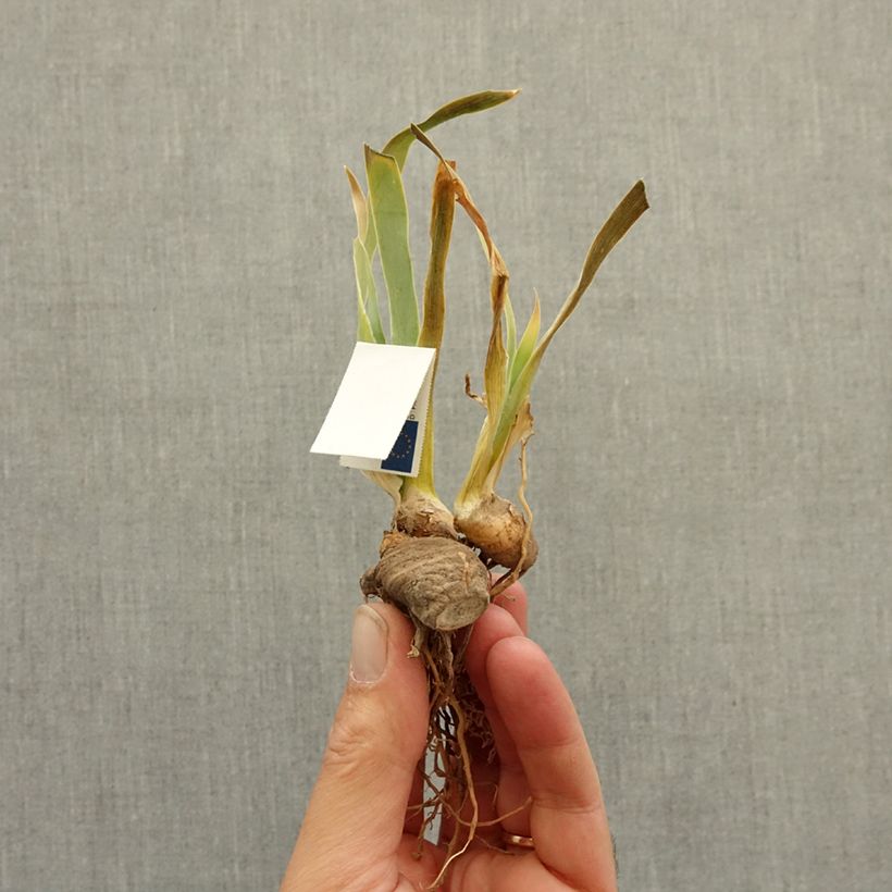 Exemplaar van Iris germanica Protocol - Baardiris Wortelstok zoals geleverd in de winter