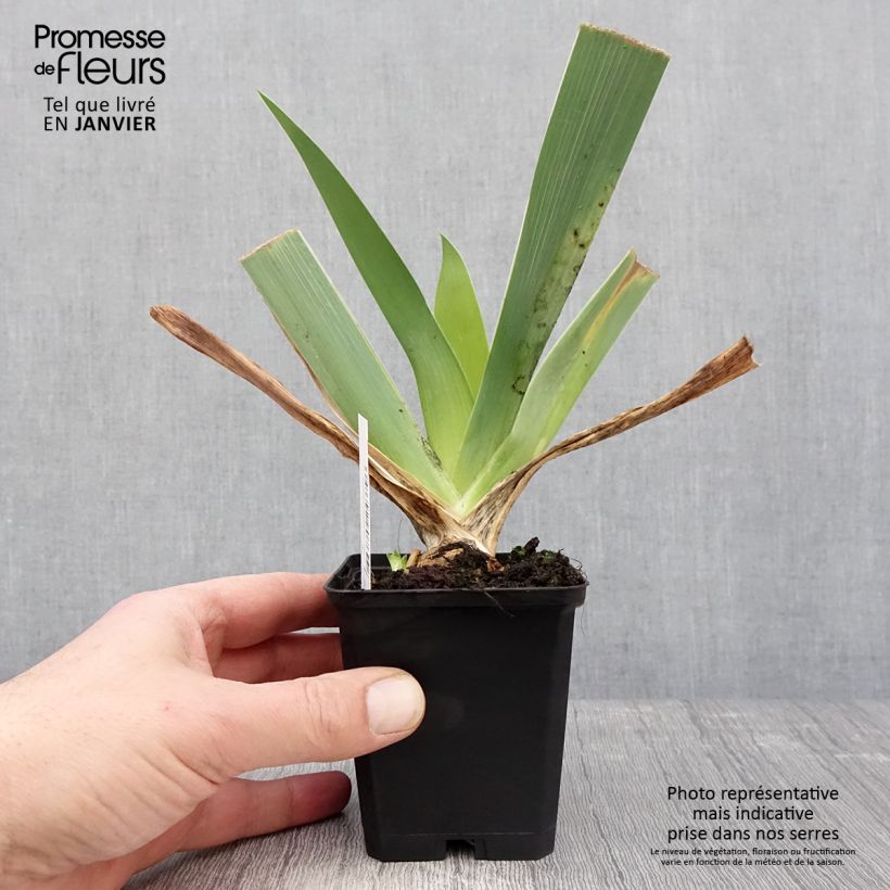 Exemplaar van Iris germanica Qualified - Iris des Jardins Godet de 8/9 cm zoals geleverd in de winter