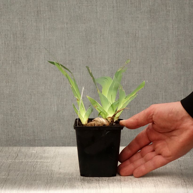 Exemplaar van Iris germanica Ré la Blanche - Baardiris Kweekpotje van 8/9 cm zoals geleverd in de lente