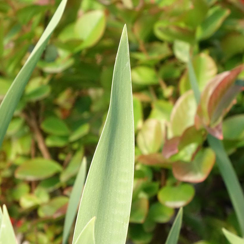 Iris germanica Red Orchid - Baardiris (Blad)