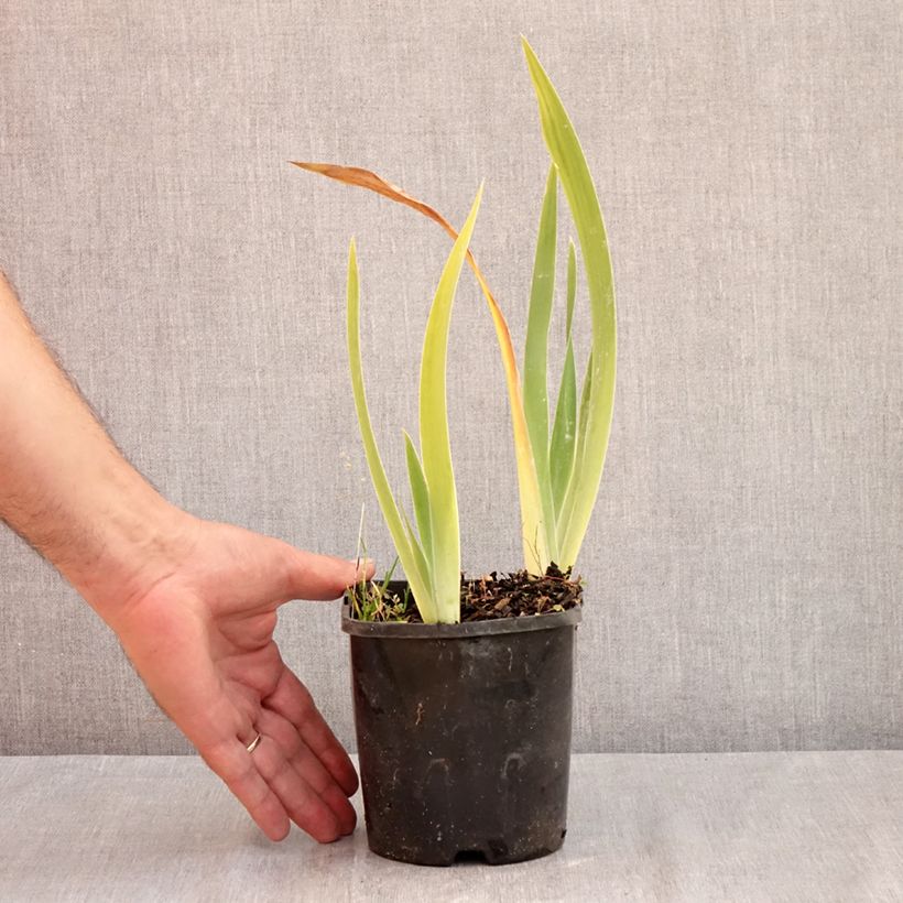 Exemplaar van Iris germanica Red Orchid - Baardiris Pot van 1,5 l/2 l zoals geleverd in de zomer