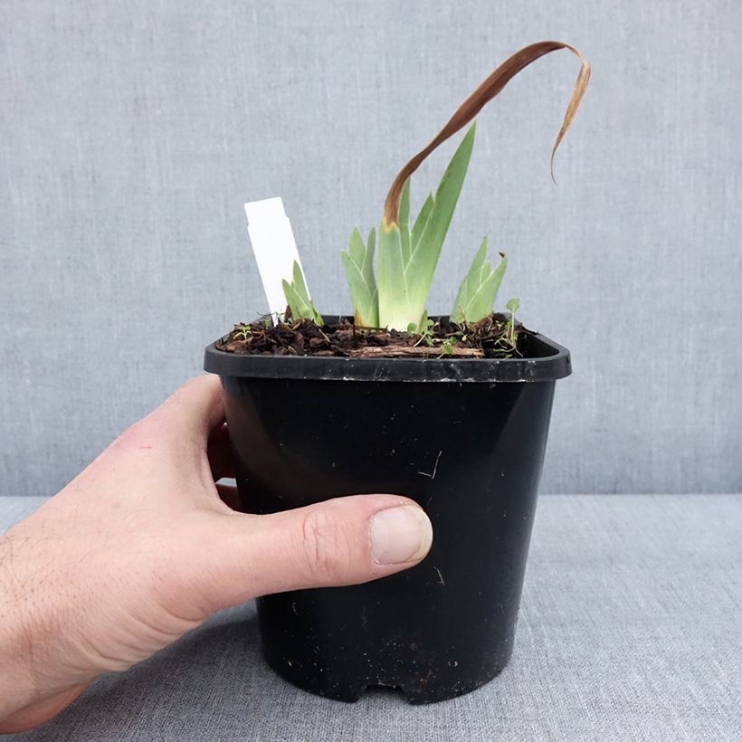 Exemplaar van Iris germanica Red Orchid - Iris des Jardins Pot de 1,5L/2L zoals geleverd in de winter