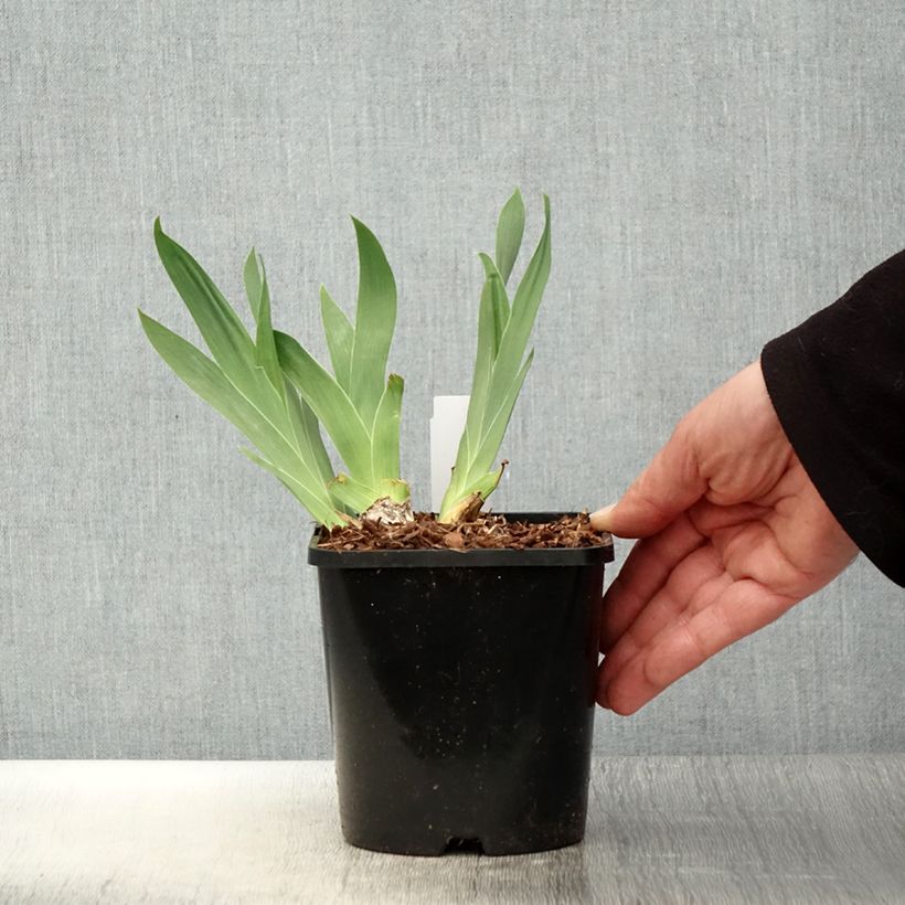 Exemplaar van Iris germanica Red Orchid - Baardiris Pot van 1,5 l/2 l zoals geleverd in de lente