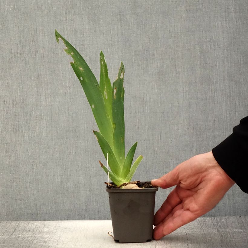 Exemplaar van Iris germanica Ring Around Rosie - Baardiris Kweekpotje van 8/9 cm zoals geleverd in de lente