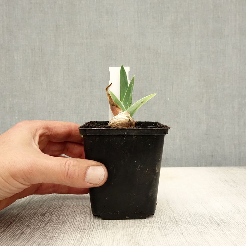 Exemplaar van Iris germanica Robe du soir - Baardiris Kweekpotje van 8/9 cm zoals geleverd in de herfst