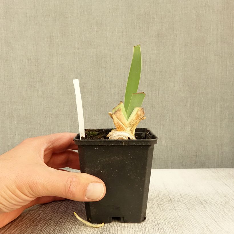 Exemplaar van Iris germanica Rosalie Figge - Baardiris Kweekpotje van 8/9 cm zoals geleverd in de herfst