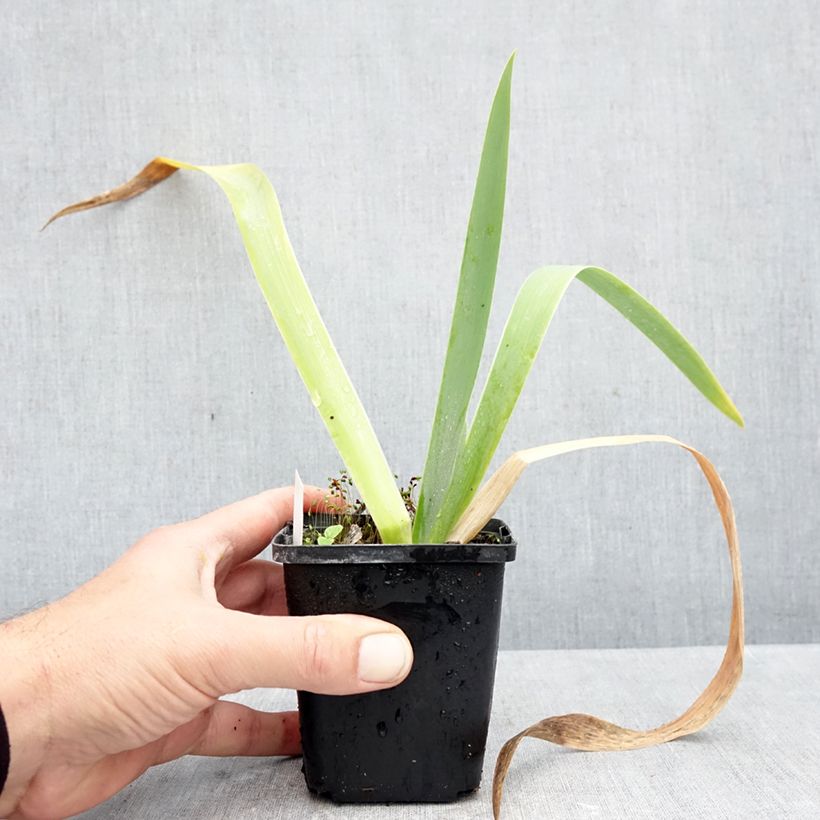 Exemplaar van Iris germanica Rose de Perse - Baardiris roze Kweekpotje van 8/9 cm zoals geleverd in de herfst