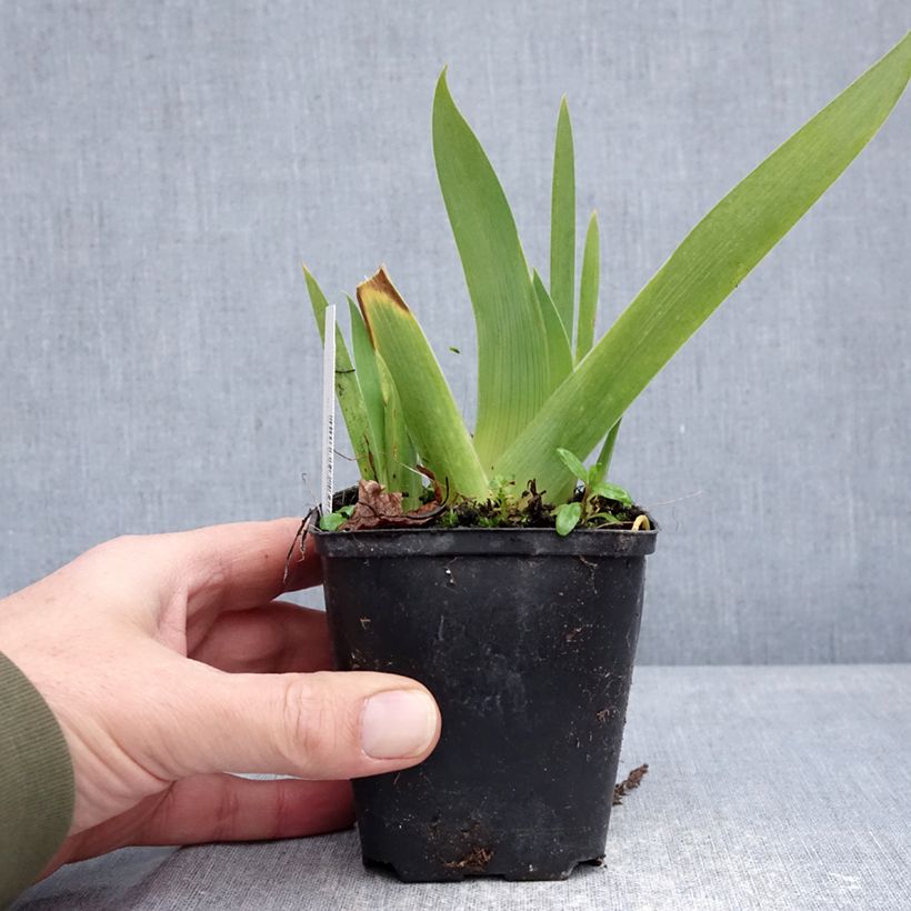 Exemplaar van Iris germanica Rose de Perse - Baardiris roze Kweekpotje van 8/9 cm zoals geleverd in de winter