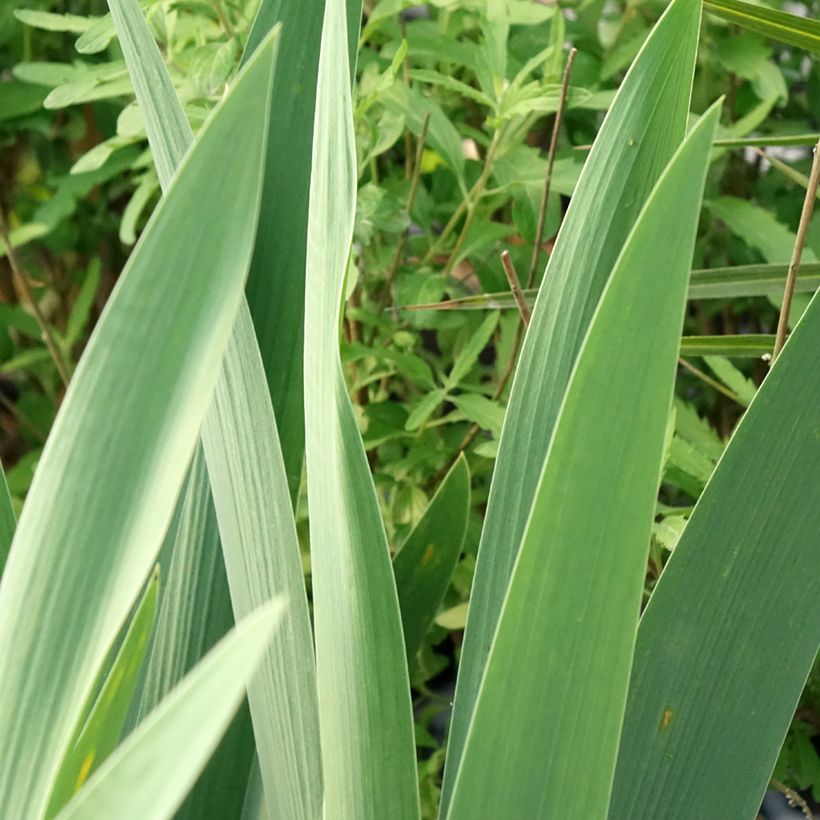 Iris germanica Rouge de Plaisir - Baardiris (Blad)