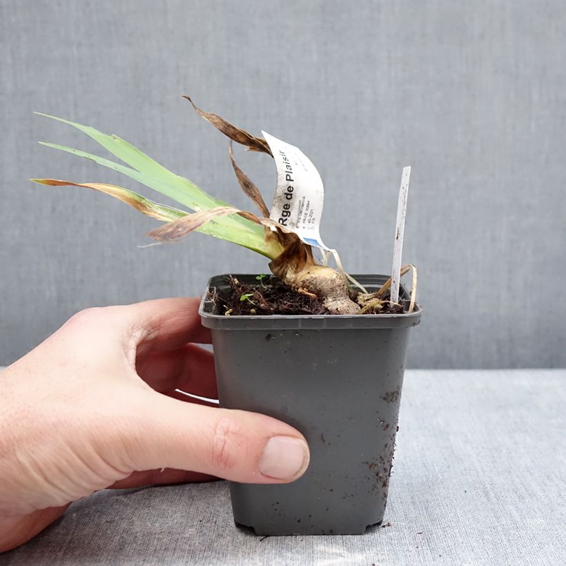 Exemplaar van Iris germanica Rouge de Plaisir - Baardiris Kweekpotje van 8/9 cm zoals geleverd in de winter