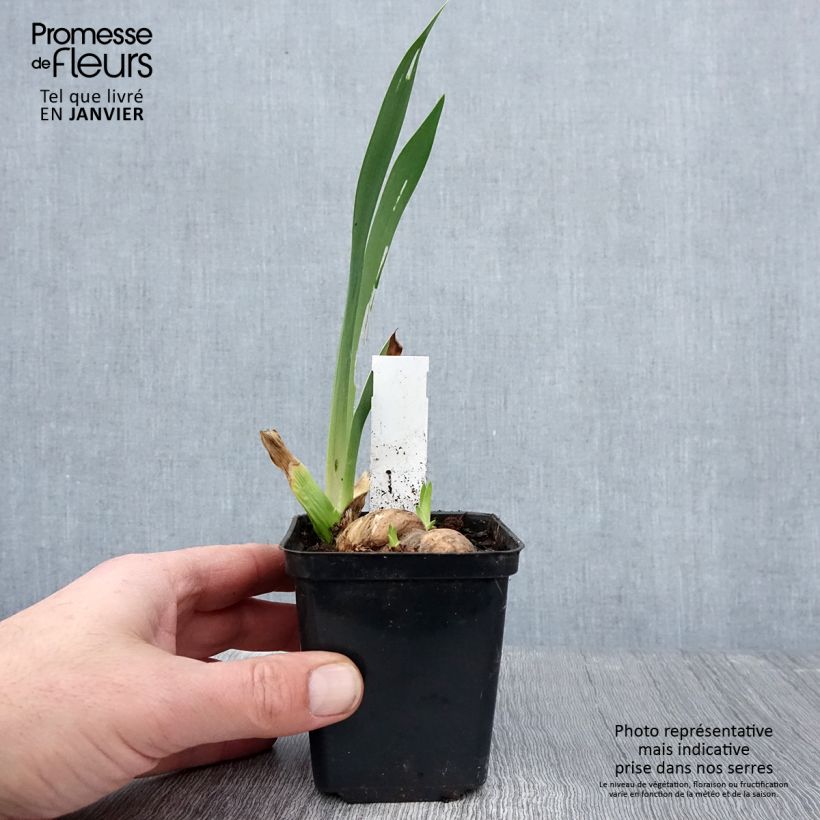 Exemplaar van Iris germanica Rouge de Plaisir - Baardiris Wortelstok, diameter 10–15 mm, extra kwaliteit zoals geleverd in de winter