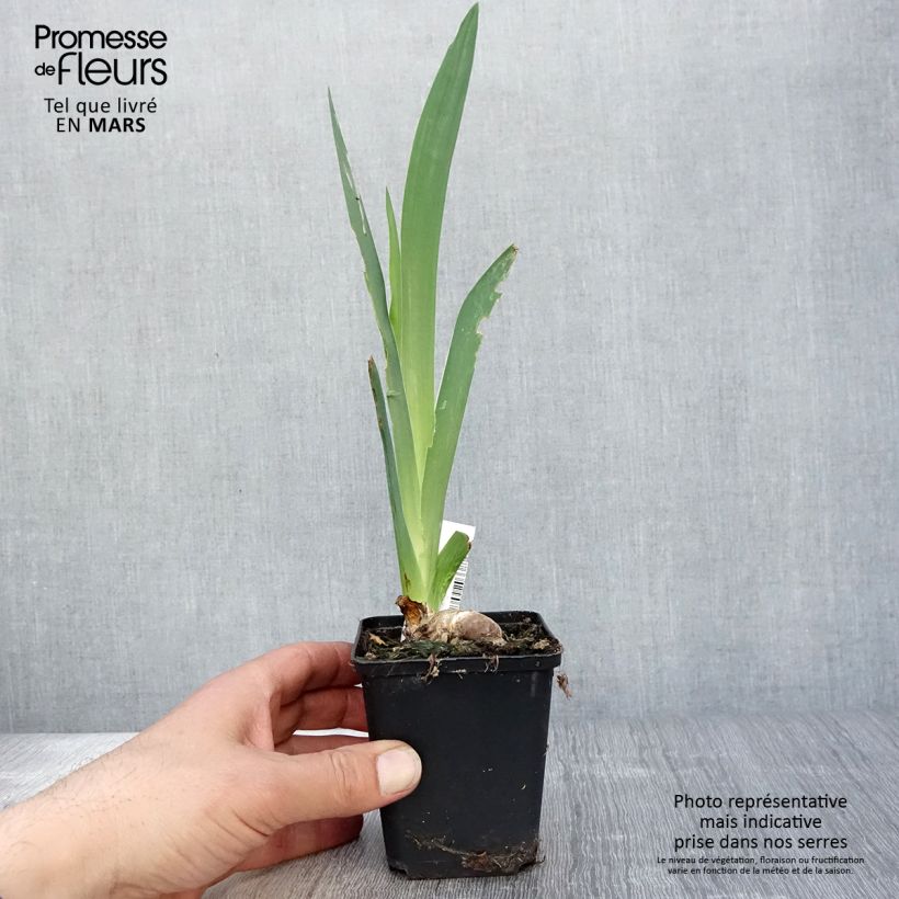 Exemplaar van Iris germanica Saturn - Baardiris Kweekpotje van 8/9 cm zoals geleverd in de lente