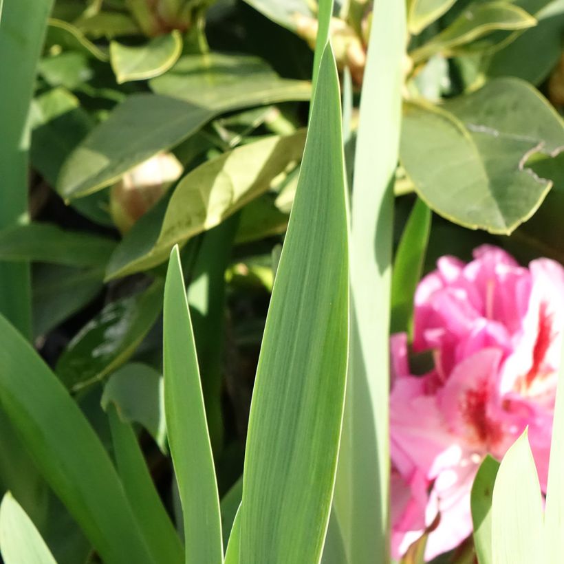 Iris germanica Sharp Dressed Man - Baardiris (Blad)