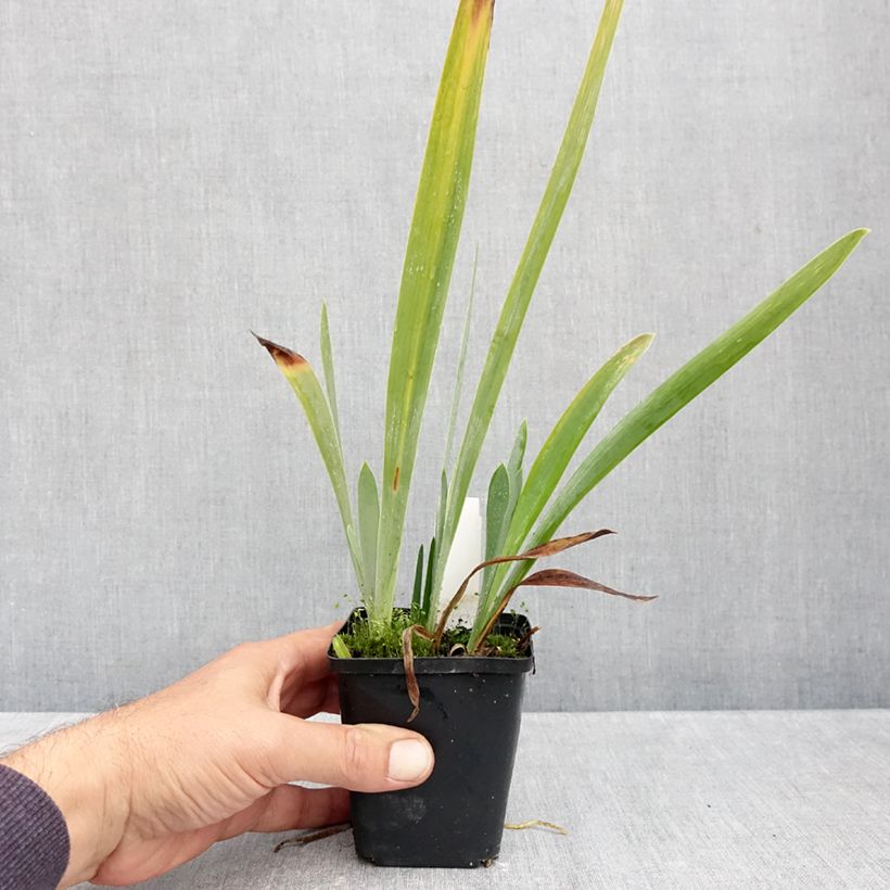 Exemplaar van Iris germanica Sharp Dressed Man - Baardiris Kweekpotje van 8/9 cm zoals geleverd in de herfst