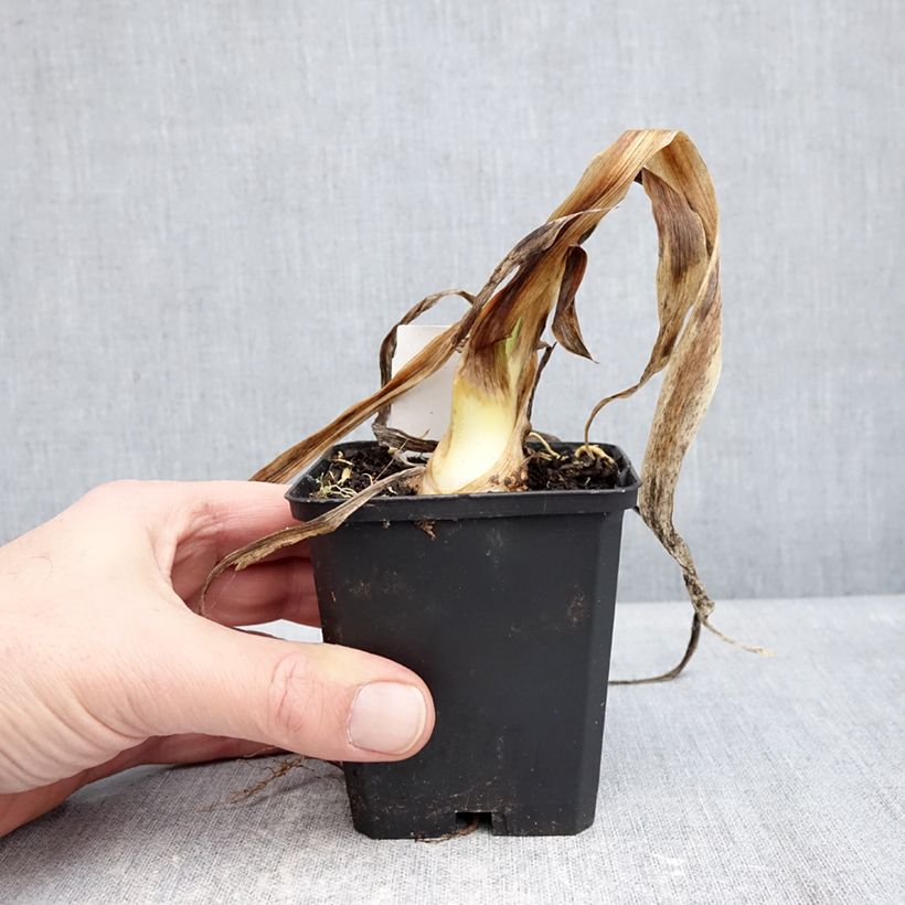 Exemplaar van Iris germanica Sharp Dressed Man - Baardiris Kweekpotje van 8/9 cm zoals geleverd in de winter