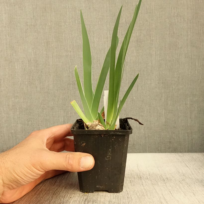 Exemplaar van Iris germanica Sharper Image- Iris des Jardins Godet de 8/9 cm zoals geleverd in de herfst