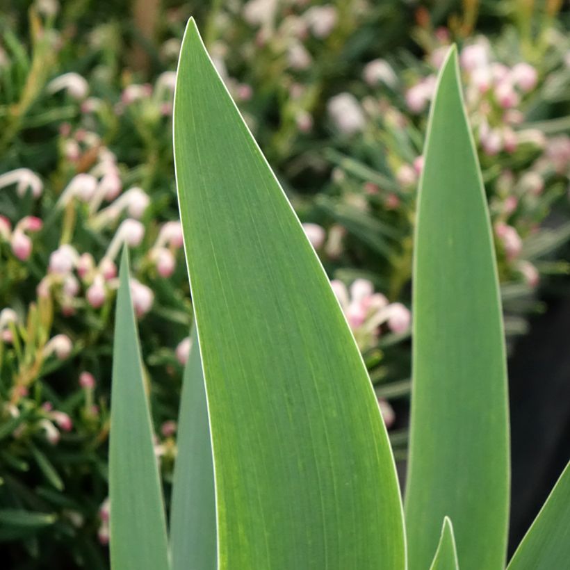 Iris germanica Siva Siva - Baardiris (Blad)