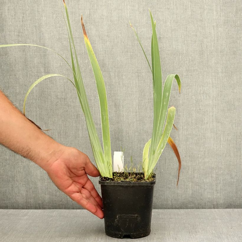 Exemplaar van Iris germanica Siva Siva - Baardiris Pot van 1,5 l/2 l zoals geleverd in de zomer