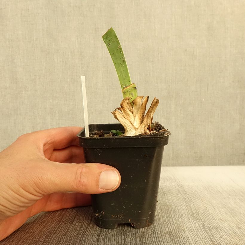 Exemplaar van Iris germanica Siva Siva - Baardiris Kweekpotje van 8/9 cm zoals geleverd in de herfst