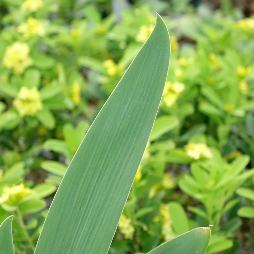 Iris germanica Souffle Chaud - Baardiris (Blad)