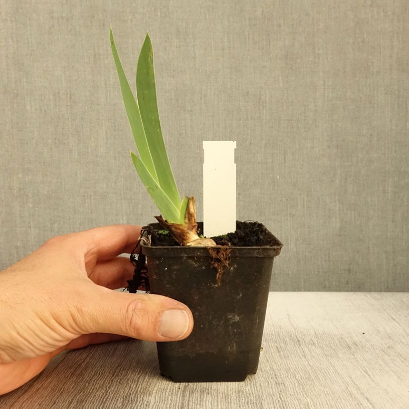 Exemplaar van Iris germanica Sovereign Crown - Baardiris Kweekpotje van 8/9 cm zoals geleverd in de herfst