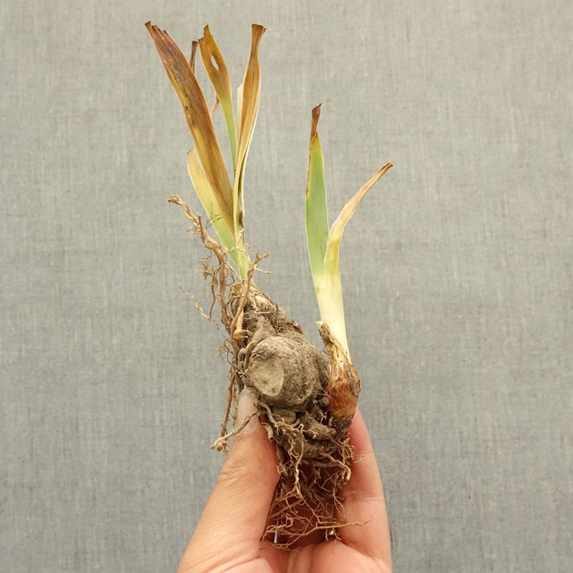 Exemplaar van Iris germanica Star Appeal - Baardiris Wortelstok zoals geleverd in de winter