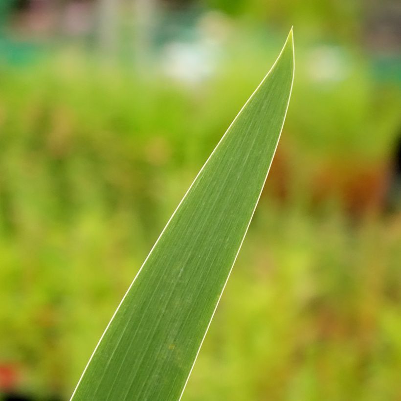 Iris germanica Stepping Out - Baardiris (Blad)