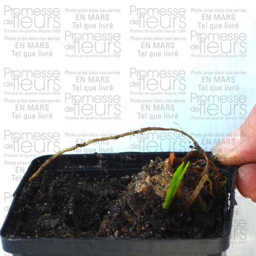 Voorbeeld van een exemplaar van Iris germanica Striking - Baardiris Kweekpotje van 8/9 cm zoals geleverd