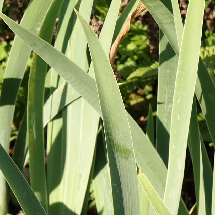Iris germanica Sunset Sky - Baardiris (Blad)