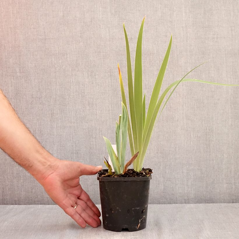 Exemplaar van Iris germanica Sunset Sky - Baardiris Pot van 1,5 l/2 l zoals geleverd in de zomer
