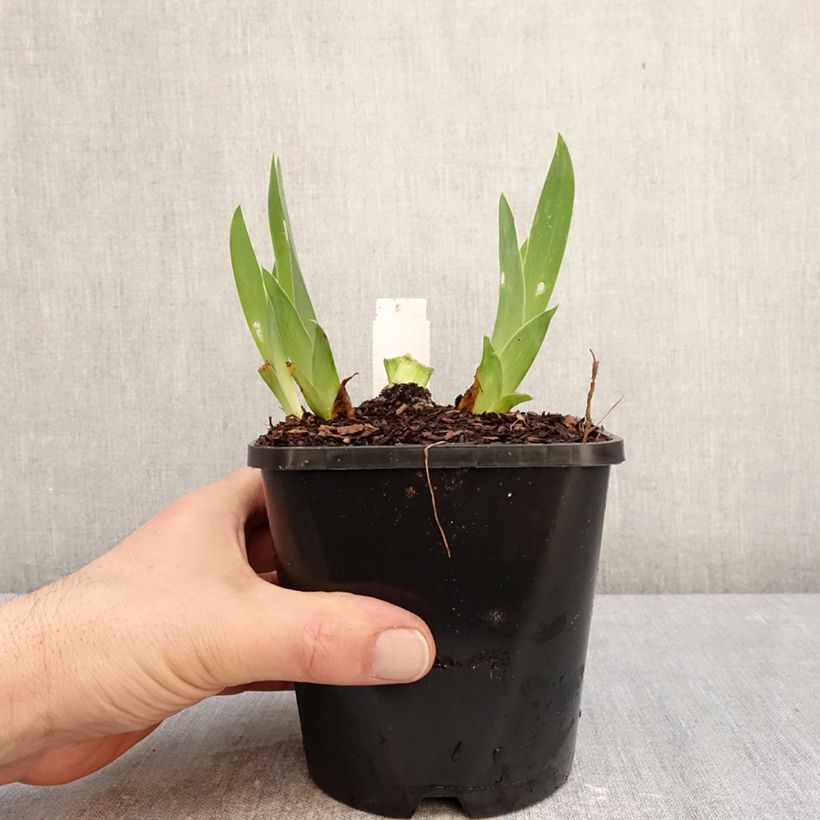 Exemplaar van Iris germanica Sunset Sky - Baardiris Pot van 1,5 l/2 l zoals geleverd in de winter