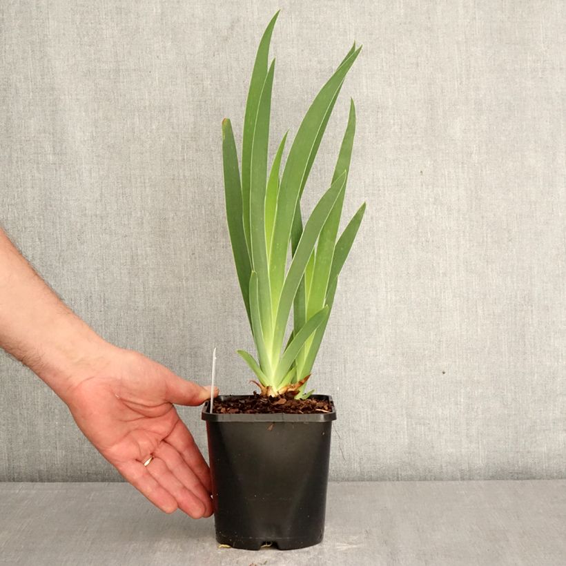 Exemplaar van Iris germanica Sunset Sky - Baardiris Pot van 1,5 l/2 l zoals geleverd in de lente