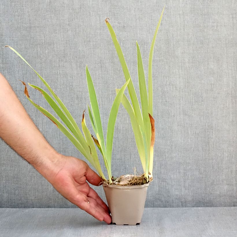 Exemplaar van Iris germanica Sur la plage - Baardiris Kweekpotje van 8/9 cm zoals geleverd in de zomer
