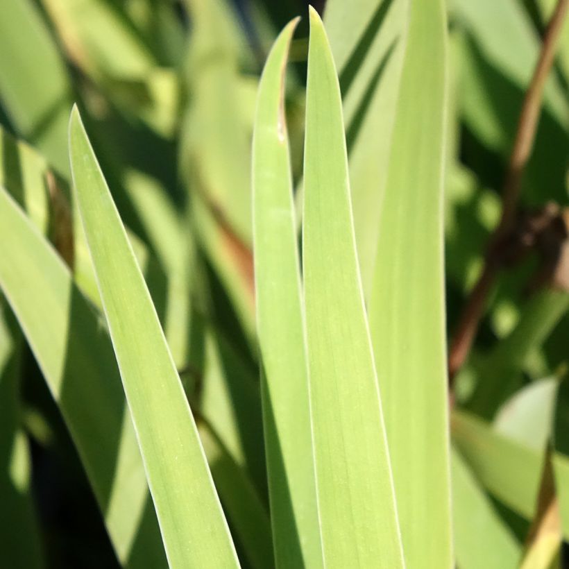 Iris germanica Sur la plage - Baardiris (Blad)