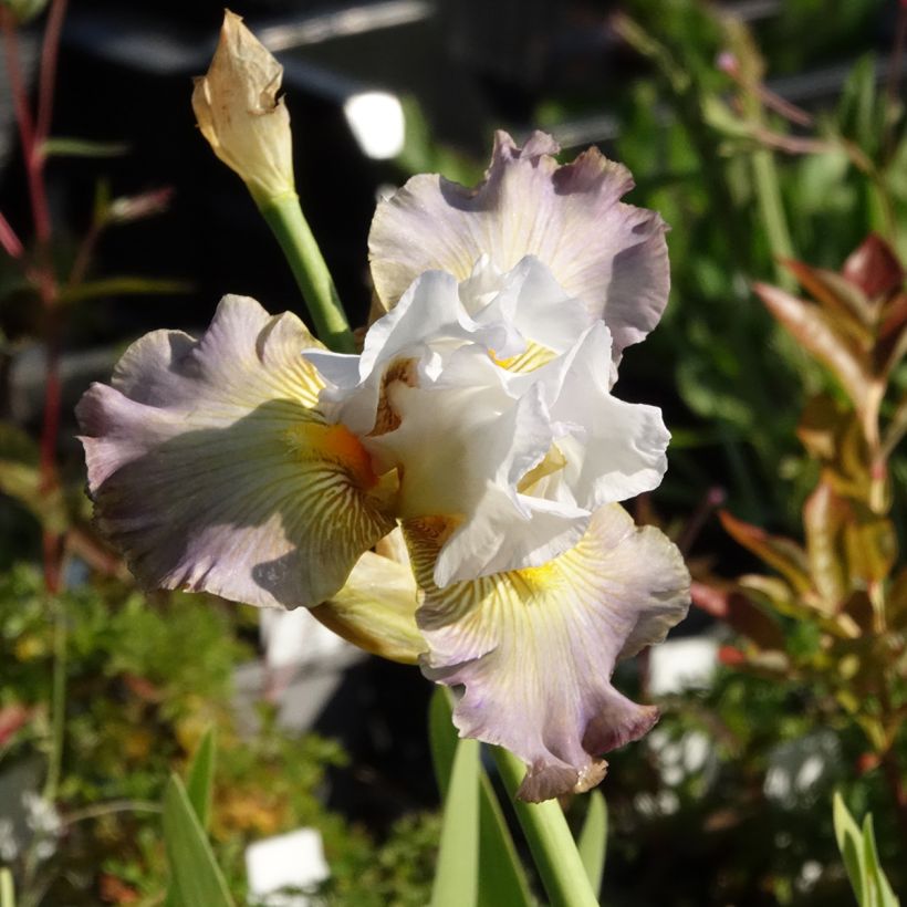 Iris germanica Sur la plage - Baardiris (Bloei)