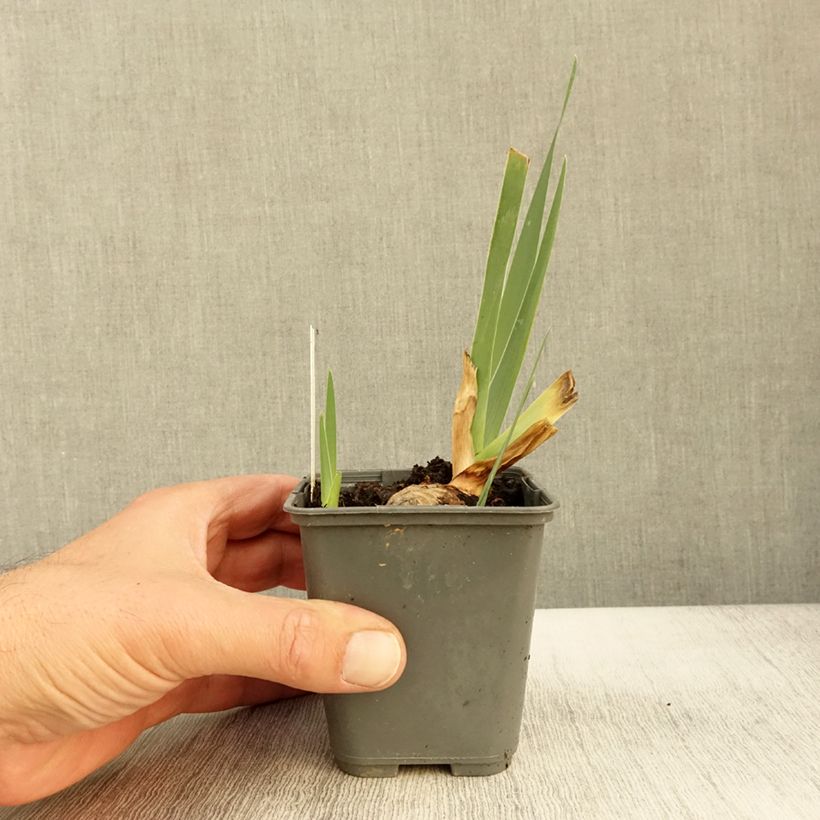 Exemplaar van Iris germanica Sur la plage - Iris des Jardins Godet de 8/9 cm zoals geleverd in de herfst