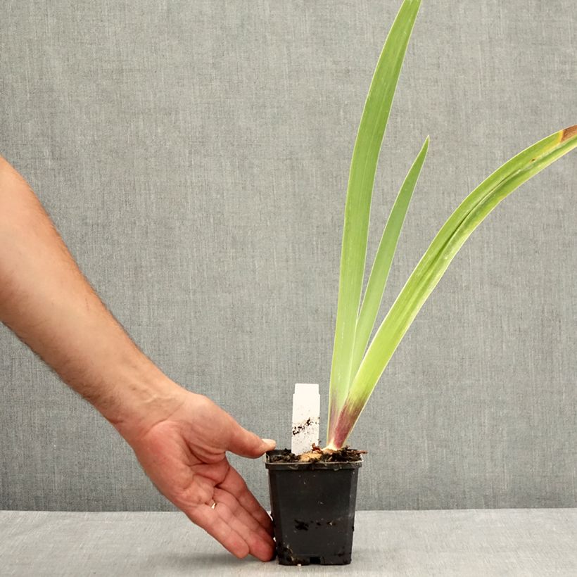 Exemplaar van Iris germanica Surface Irisée - Baardiris Kweekpotje van 8/9 cm zoals geleverd in de zomer