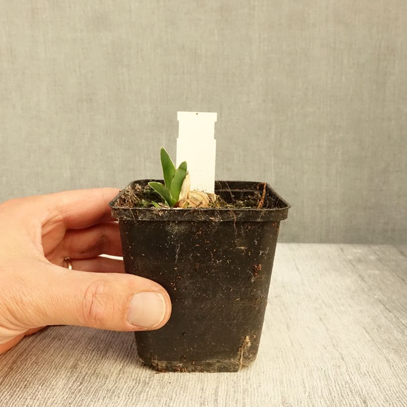 Exemplaar van Iris germanica Surface Irisée - Iris des Jardins Godet de 8/9 cm zoals geleverd in de herfst