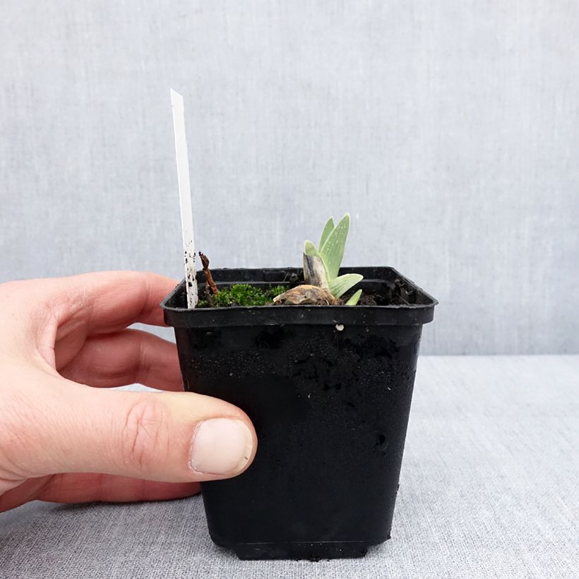 Exemplaar van Iris germanica Surface Irisée - Baardiris Kweekpotje van 8/9 cm zoals geleverd in de winter