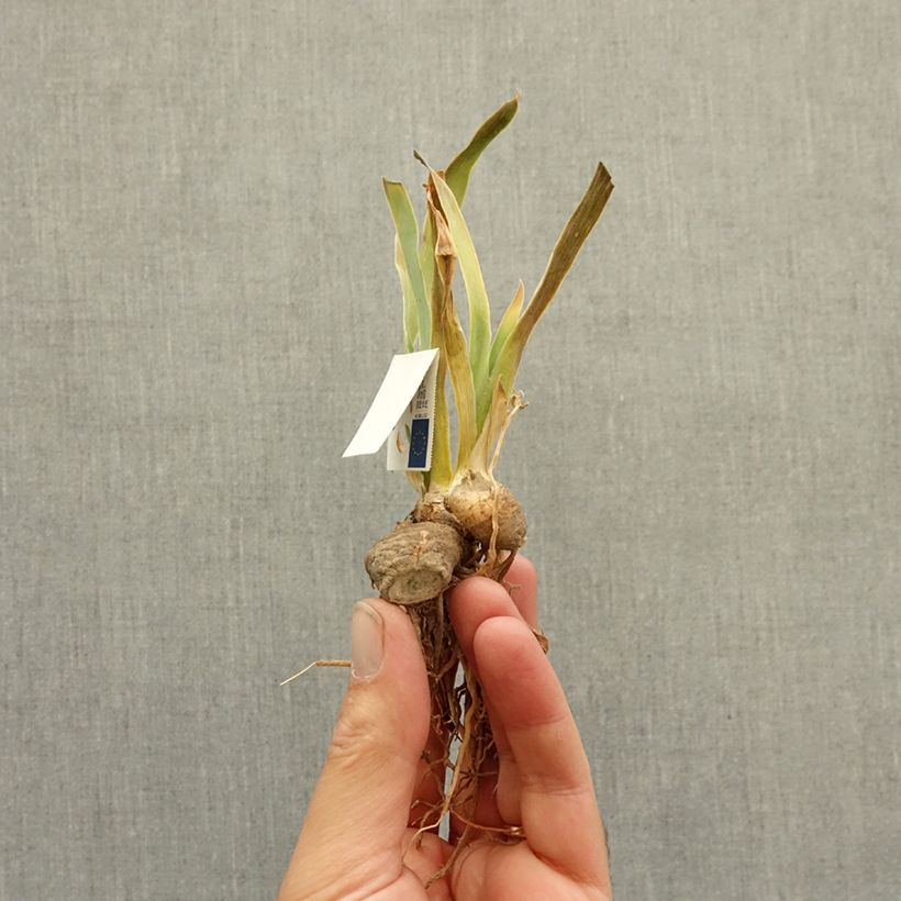 Exemplaar van Iris germanica Synergy - Baardiris Wortelstok zoals geleverd in de winter