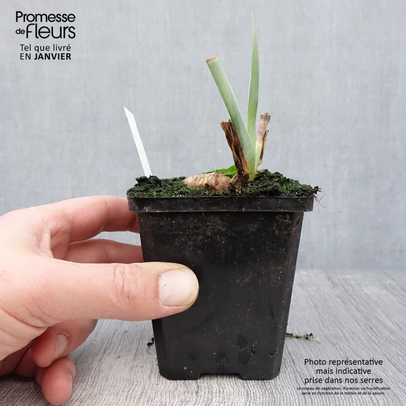 Exemplaar van Iris germanica Tabac Blond - Baardiris Kweekpotje van 8/9 cm zoals geleverd in de winter