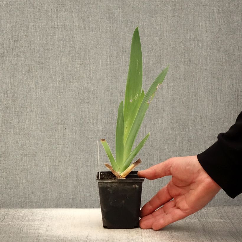 Exemplaar van Iris germanica Tel Arlequin - Baardiris Kweekpotje van 8/9 cm zoals geleverd in de lente