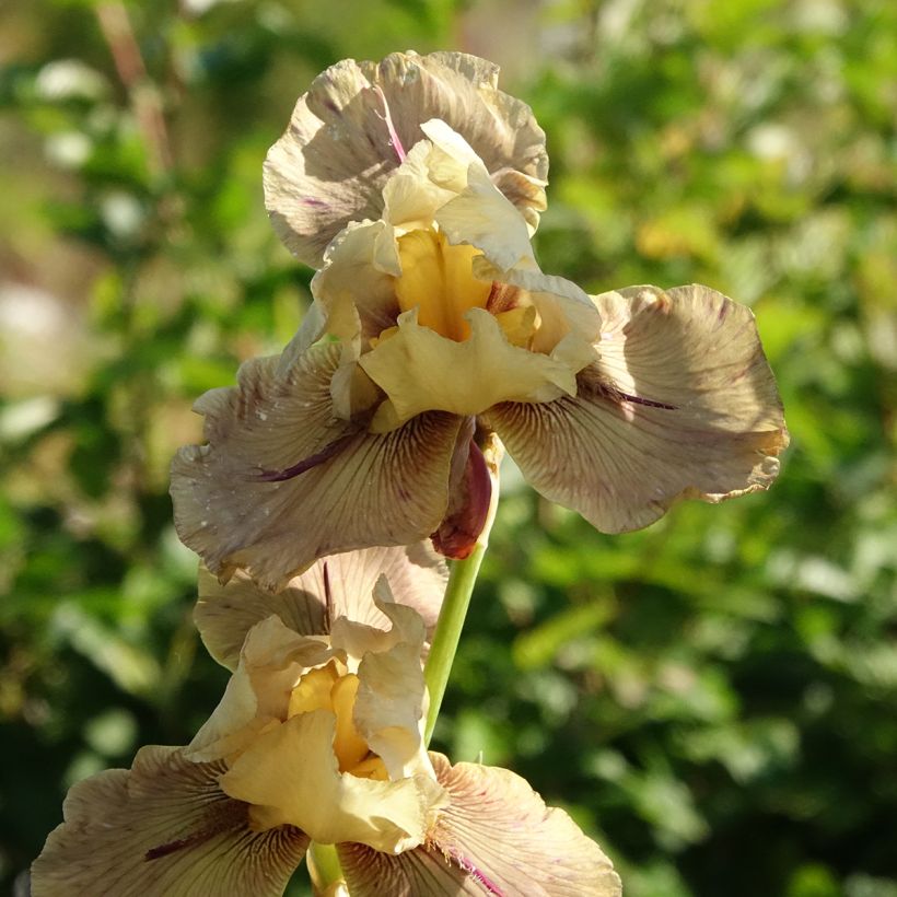Iris germanica Thornbird - Baardiris (Bloei)